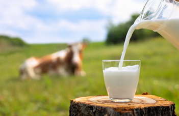 Hogyan alakult ki a tejcukor tolerancia Európában?